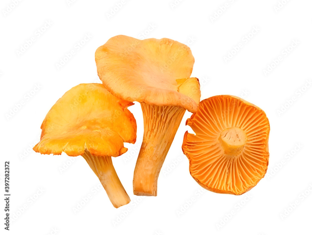 Chanterelle mushrooms isolated