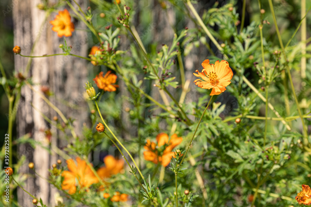 flowers in the field