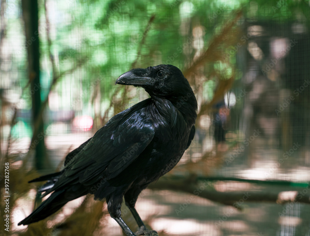 Naklejka premium Raven in a cage at the zoo
