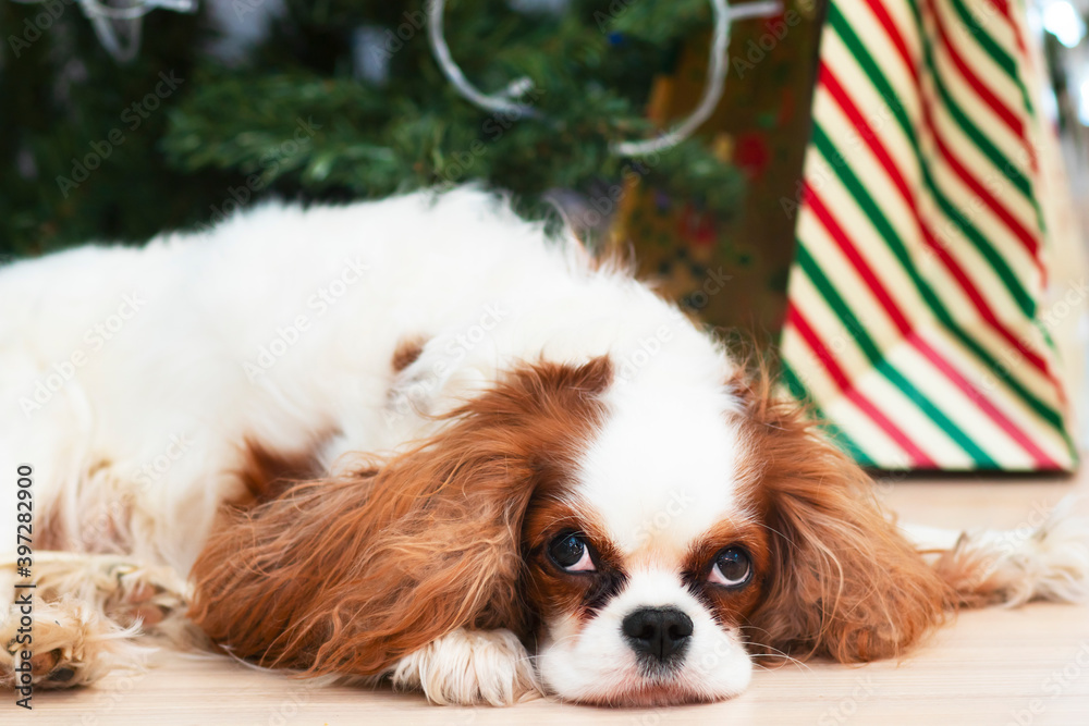 Sleeping dog breed Cavalier King Charles Spaniel on the background of New Year holiday decorations