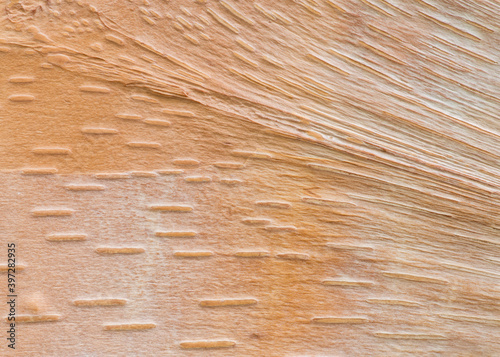 Close up of the patterns in the bark of a Chinese Red Birch (Betula albosinensis)