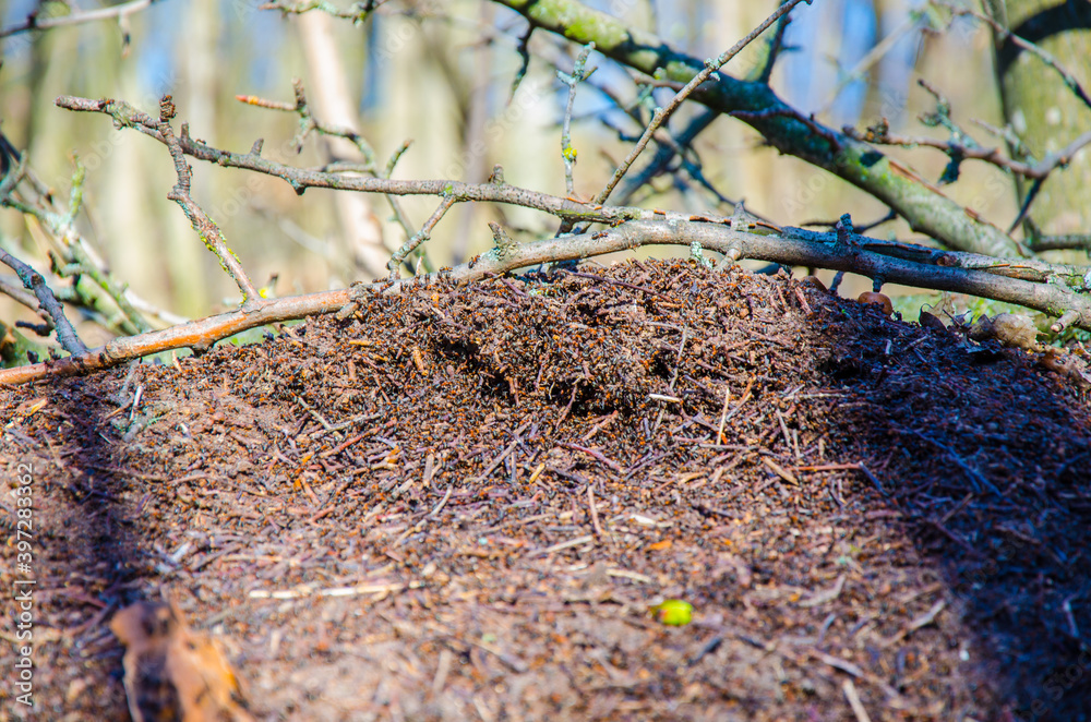 Fototapeta premium View of a large anthill in the forest