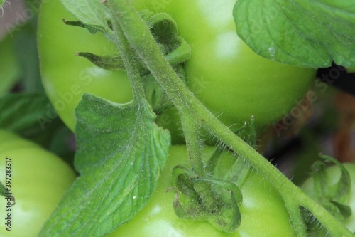 green tomatoes on a vine