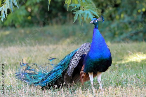 Retrato de un pavo real