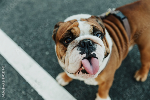 From above of funny purebred English Bulldog puppy with spotted muzzle and tongue out standing on asphalt ground