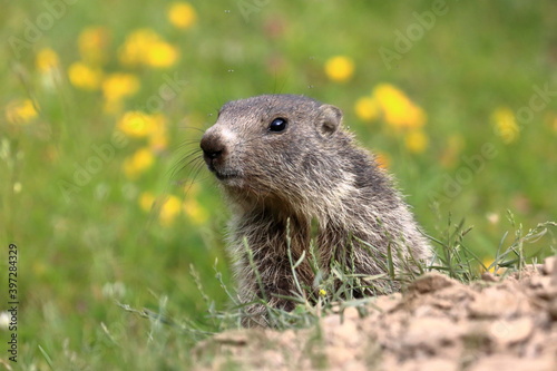 Juvenile marmot in the grass and flowers © Jordi