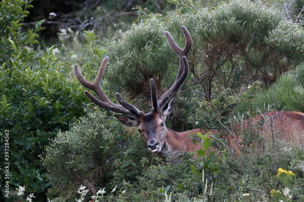 Fototapeta premium Red deer in the mountain