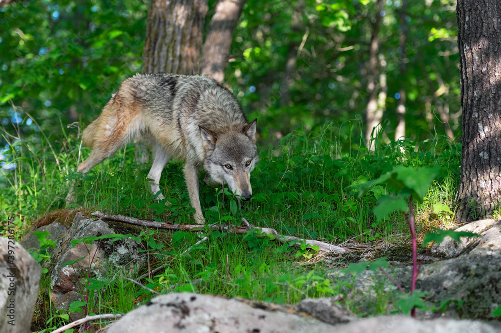 Grey Wolf (Canis lupus) Walks Along Forest Edge Summer Grey Wolf (Canis lupus) Walks Along Forest Edge Summer