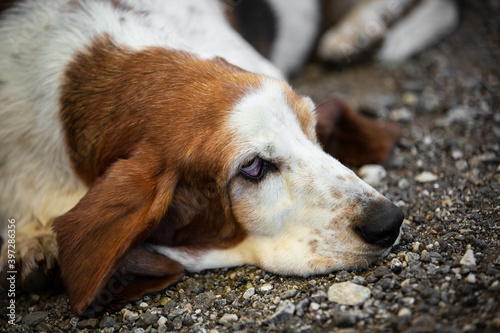 Hund Hundeleben Dog Doglife