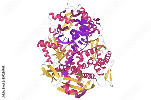 Pyrococcus abyssi B family DNA polymerase bound to a dsDNA, 3D cartoon model isolated, white background