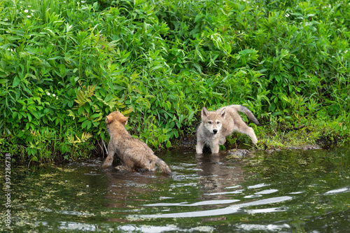Grey Wolf (Canis lupus) Pups Wade in Water Off Island Summer