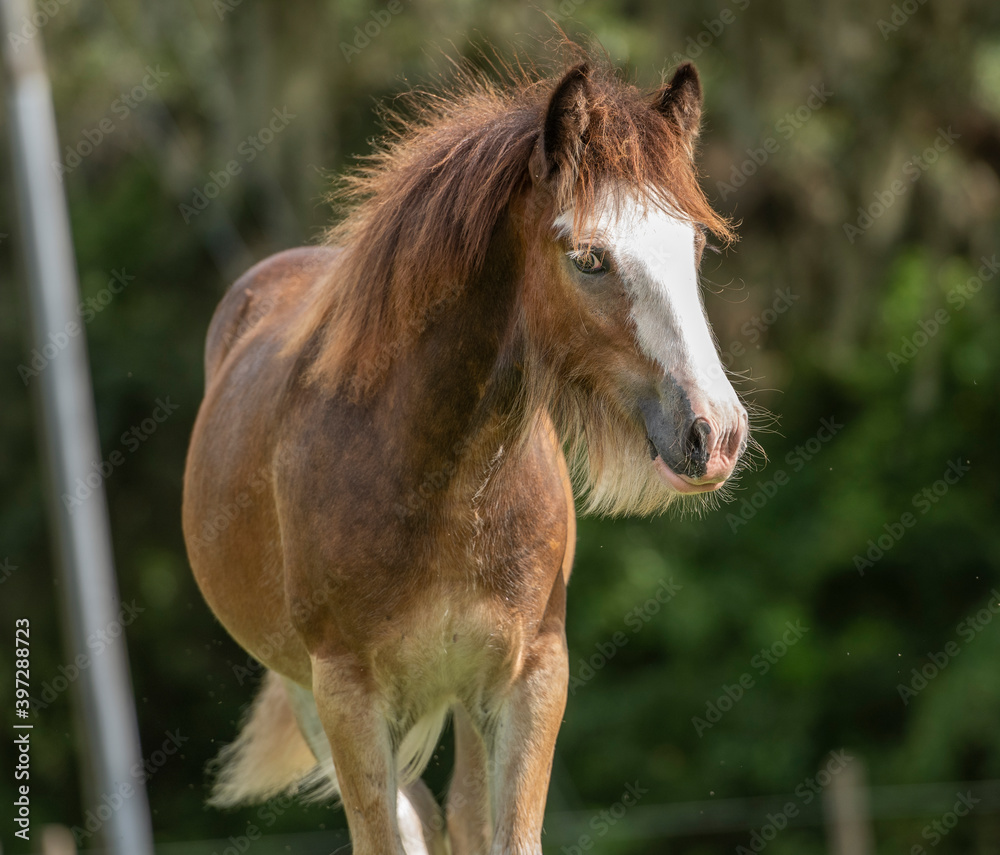 Obraz premium Gypsy horse foal at liberty 