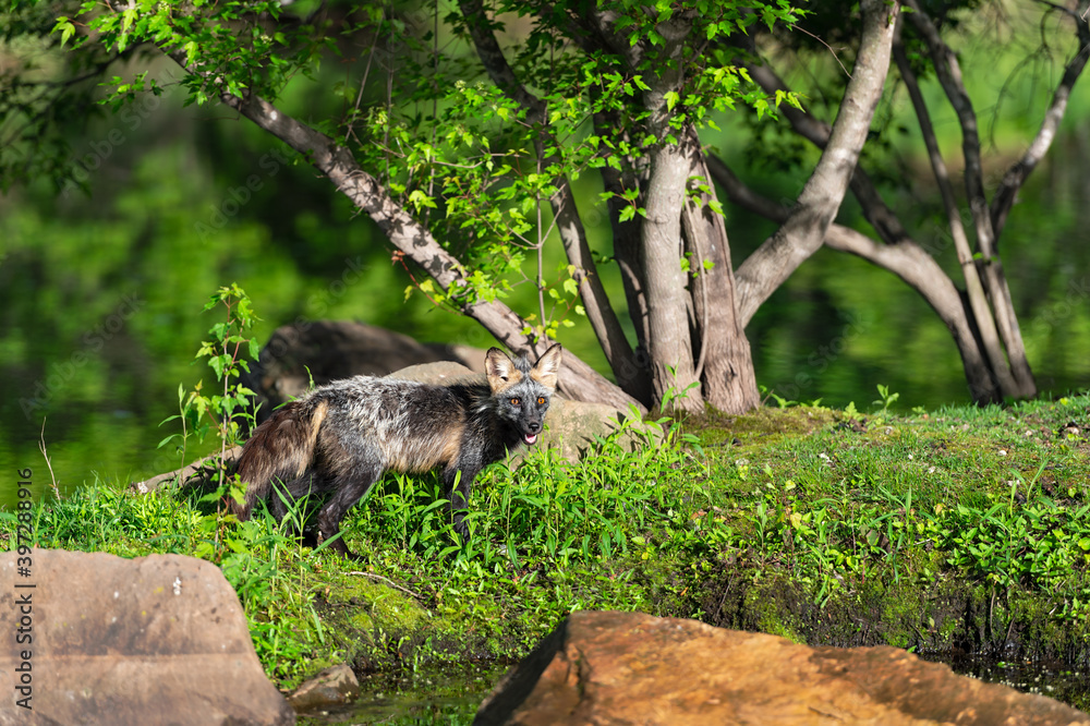 Cross Fox Adult (Vulpes vulpes) Stands on Island Looking Out Summer Cross Fox Adult (Vulpes vulpes) Stands on Island Looking Out Summer