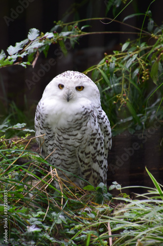 Birds (Owl) in the netherlands