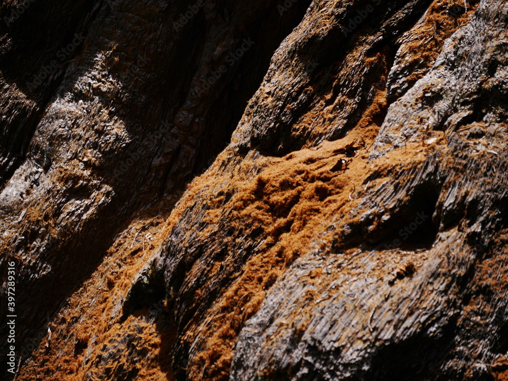 Bark of a Giant Sequoia Tree, Sequoia National Park, California Bark of a Giant Sequoia Tree, Sequoia National Park, California
