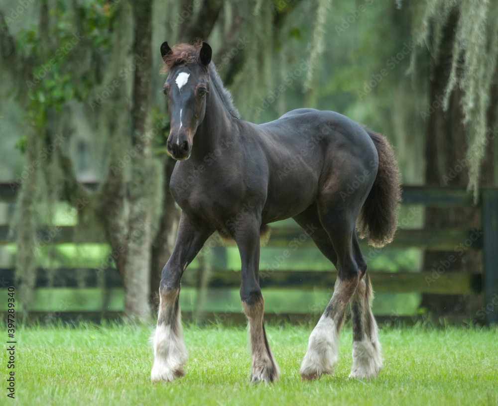 Gypsy Vanner Horse ffoal unbridled in paddock Gypsy Vanner Horse ffoal unbridled in paddock