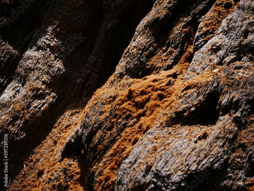 Bark of a Giant Sequoia Tree, Sequoia National Park, California