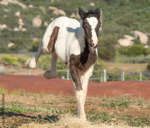 Gypsy horse foal runs and bucks