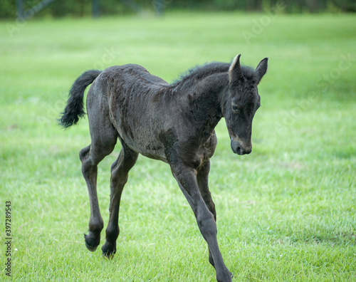 Friesian horse foal runs and bucks 