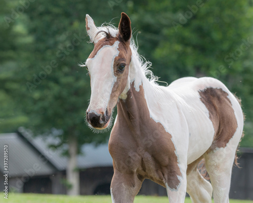 Gypsy Vanner horse foal head portrait © Mark J. Barrett