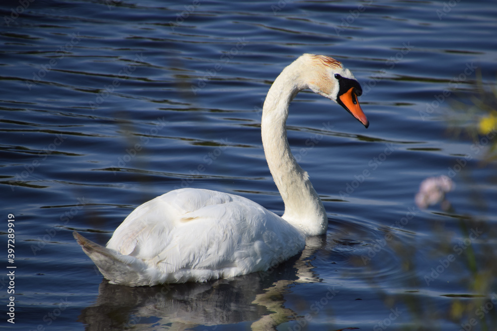Fototapeta premium Birds (Swan) in the netherlands
