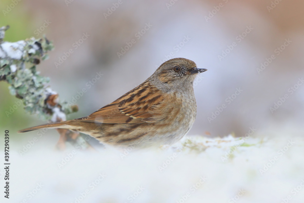 Dunnock sitting on the ground with snow. Wildlife scene from nature. Song bird in the nature habitat. Prunella modularis. Dunnock sitting on the ground with snow. Wildlife scene from nature. Song bird in the nature habitat. Prunella modularis.