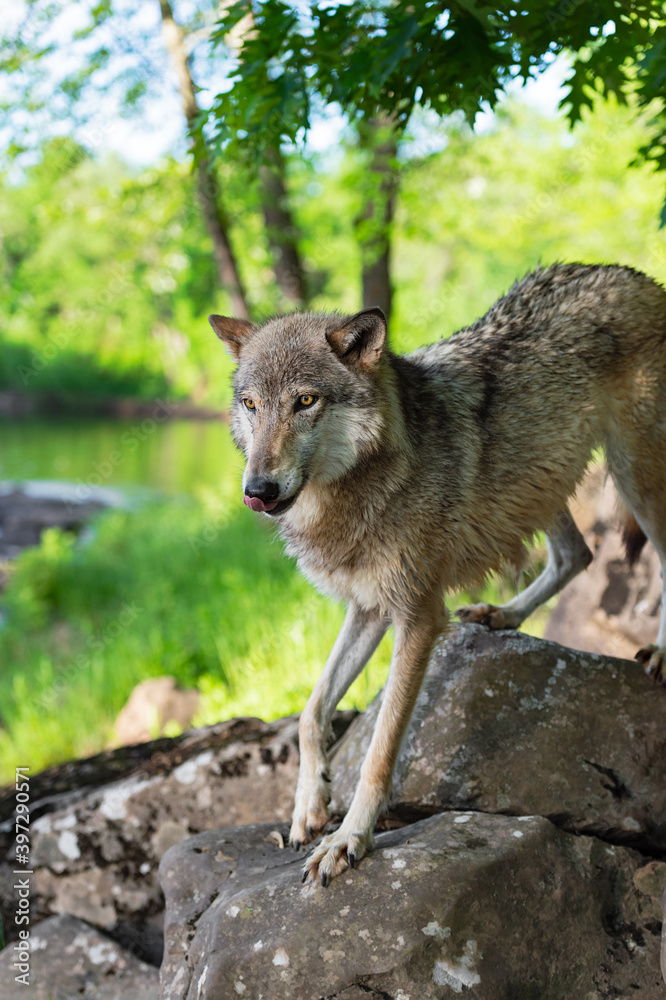 Fototapeta premium Grey Wolf (Canis lupus) Steps Forward Onto Rock Licking Nose Summer