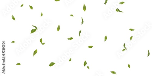 Green Tree leaves Stock Image In White Background
