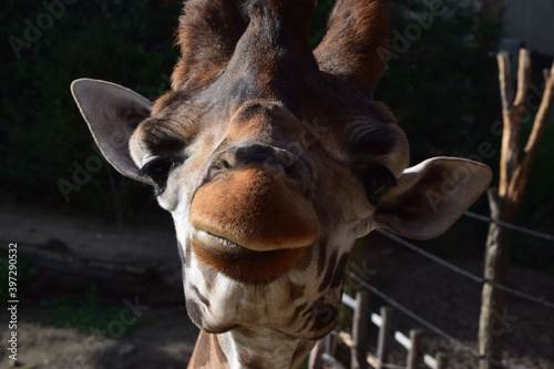 Cute giraffe smiles to the camera
