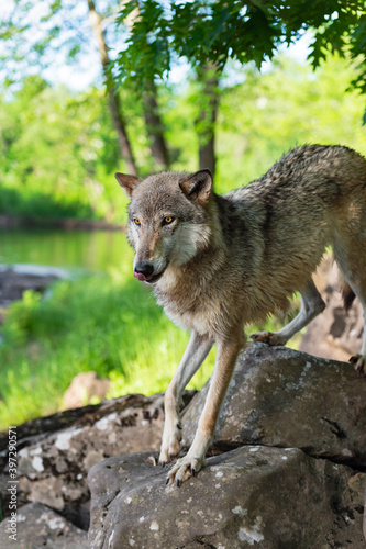 Grey Wolf  Canis lupus  Steps Forward Onto Rock Licking Nose Summer