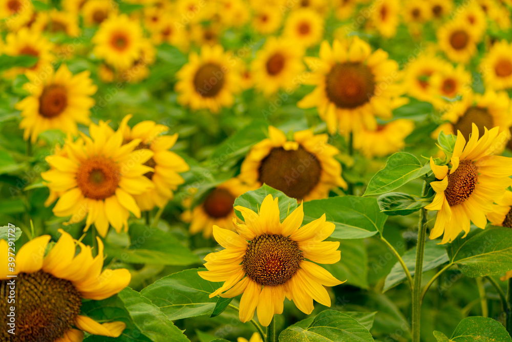 Sunflowers blooming in the field Sunflowers blooming in the field