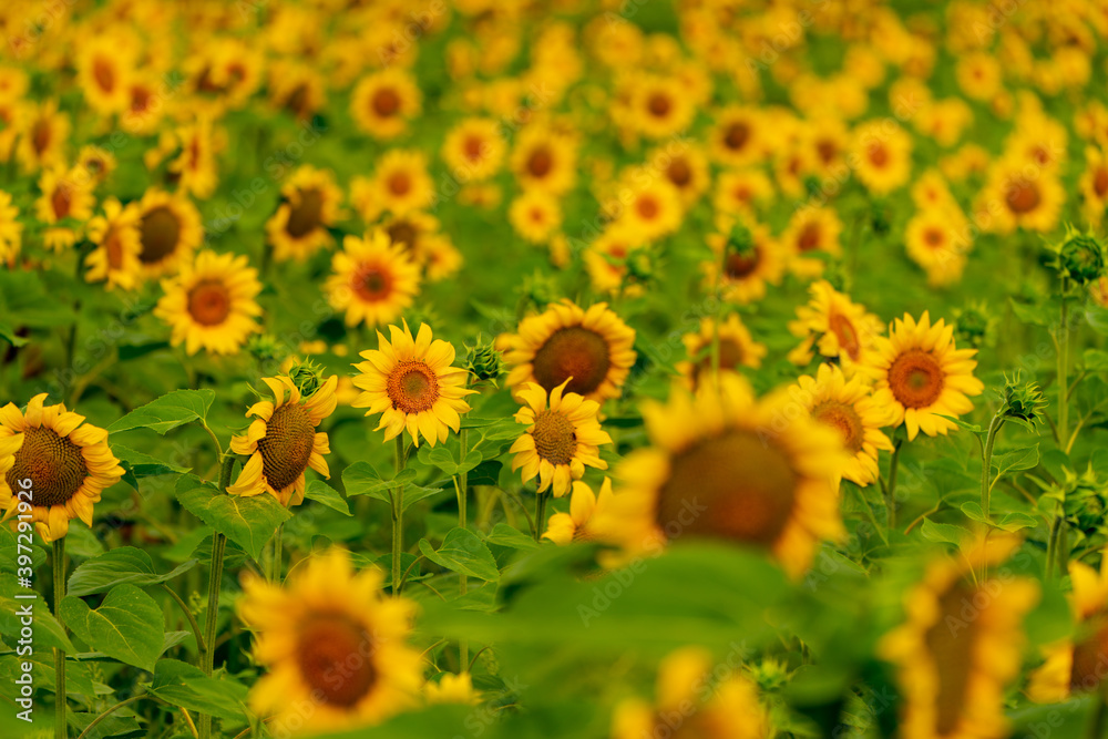 Fototapeta premium Sunflowers blooming in the field
