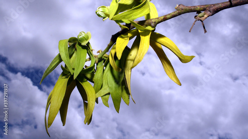 Flora photo