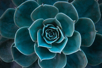 Gordijnen Cactus Turquoise cactus op groene achtergrond  © Mete Caner Arican