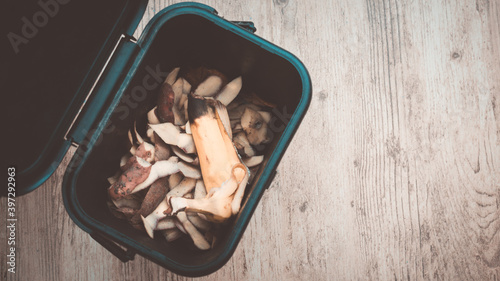 domestic ecological sorting of biowaste in a black box