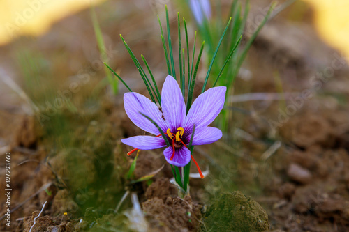 Fresh purple saffron flowers in a field during flowering photo