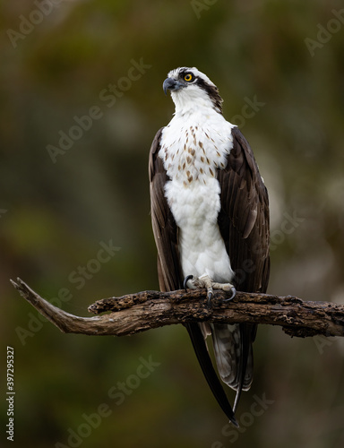 Osprey in Florida 