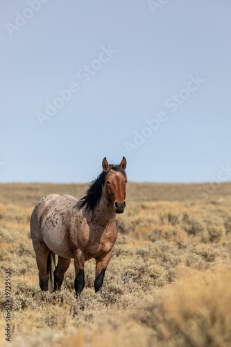 Wild Horse Stallion in the Red Desert Wyoming in Autumn © natureguy