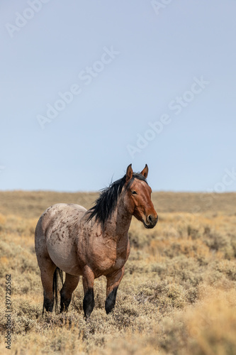 Wild Horse Stallion in the Red Desert Wyoming in Autumn