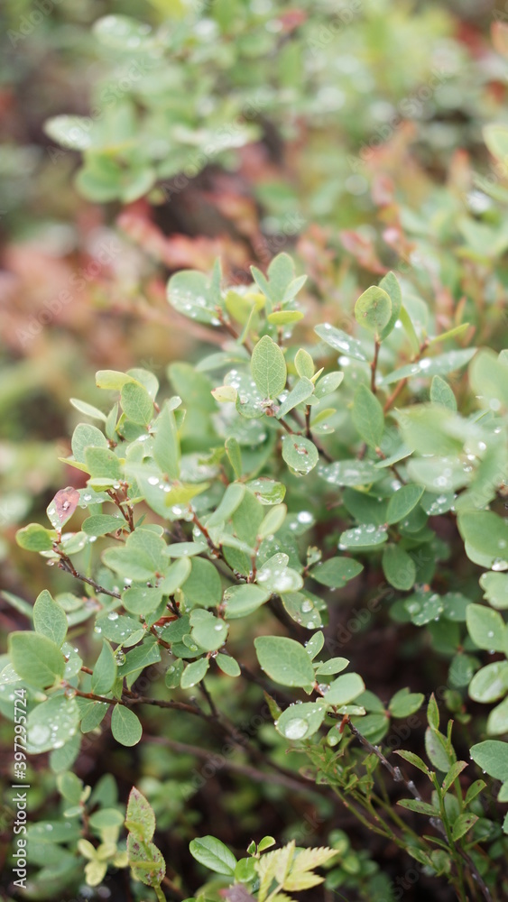 Blurred image out of focus conifer tree background Blurred image out of focus conifer tree background