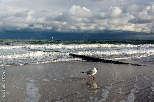 Möwe an der Ostseeküste, Deutschland