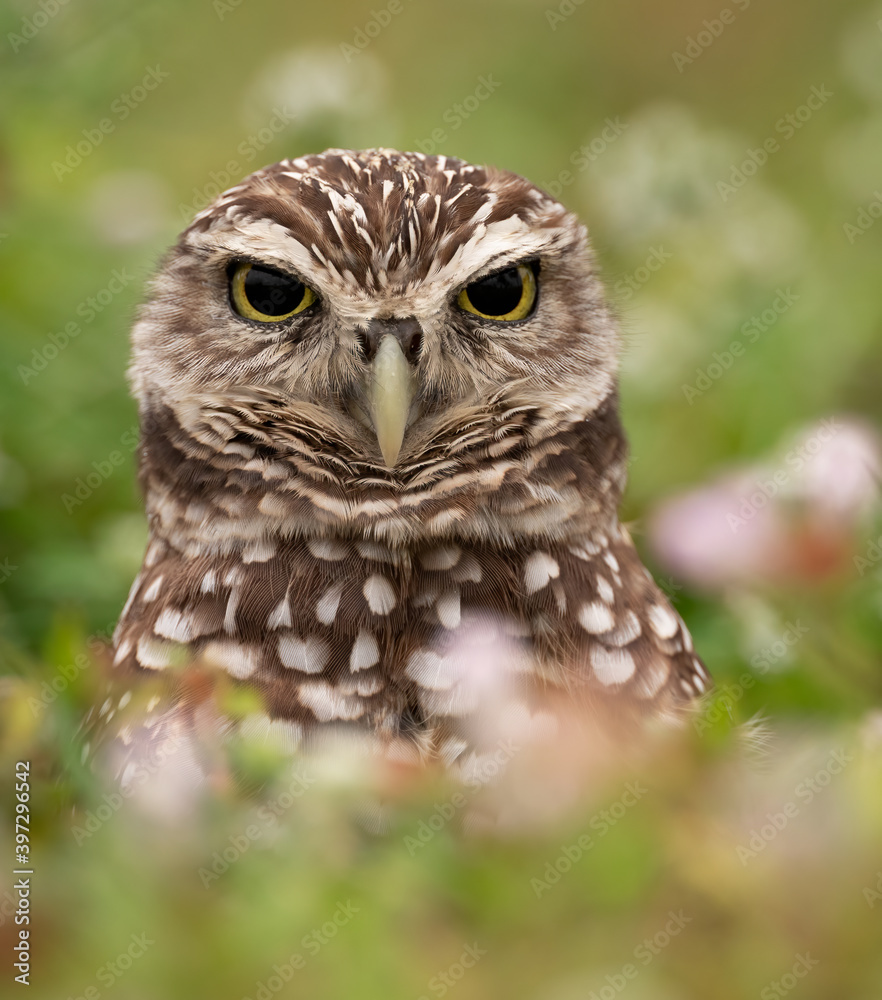 Obraz premium Burrowing Owl in Florida 