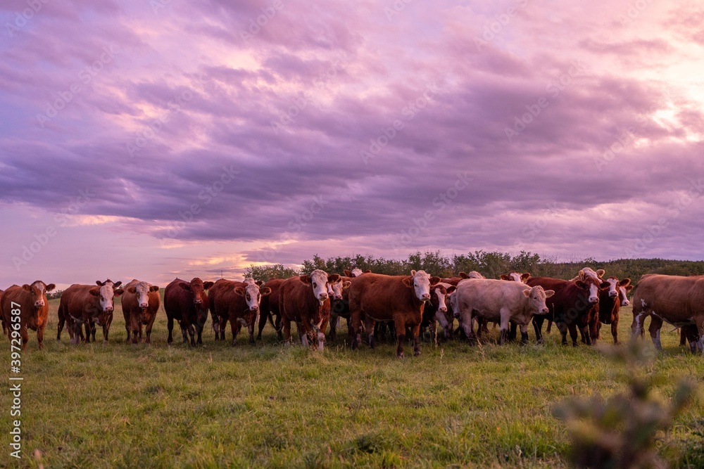 Cows in a field at sunset Cows in a field at sunset
