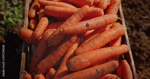 Organic carrots on wooden crate on a farm photo