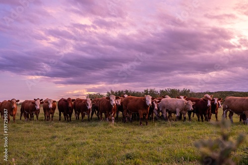 Fototapeta Naklejka Na Ścianę i Meble -  Cows in a field at sunset