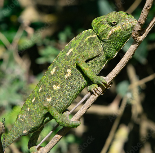 Beautiful colorful chameleon with white spots looking down to hun an insect at the Atlantic coast