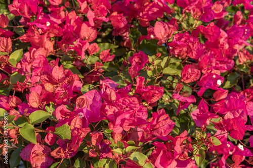 Close-up of the pink flowers of the Mediterranean plant Bougainvillea © Nemesio