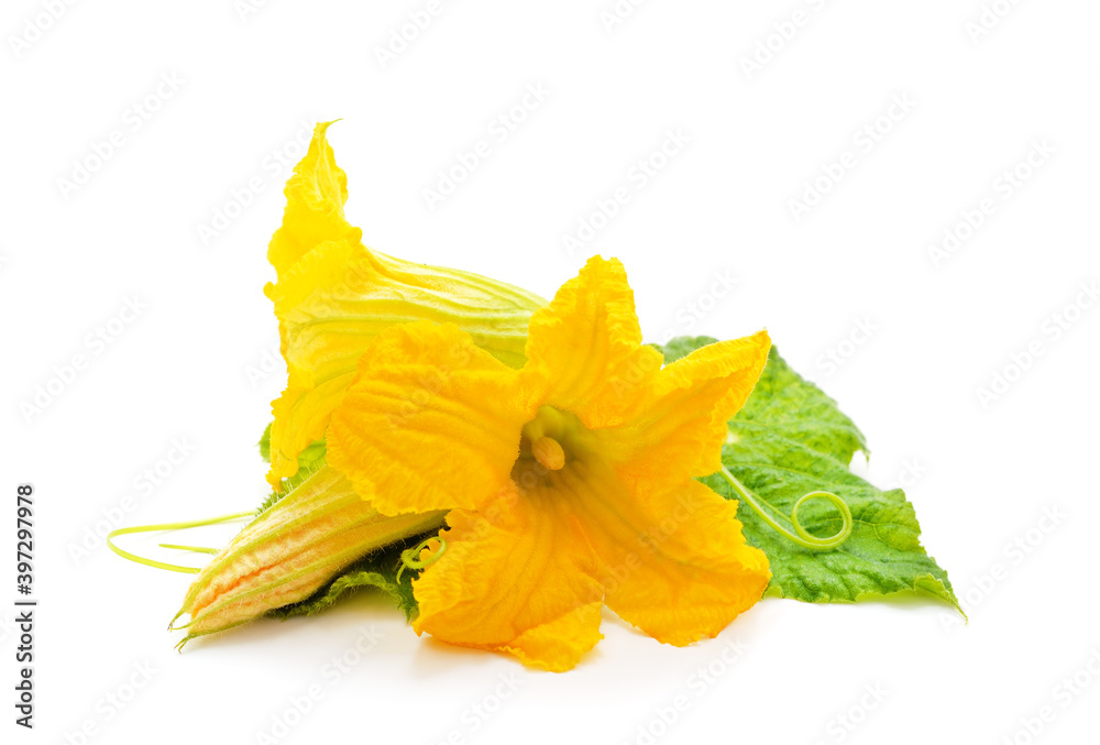 Fototapeta premium Yellow pumpkin flowers.