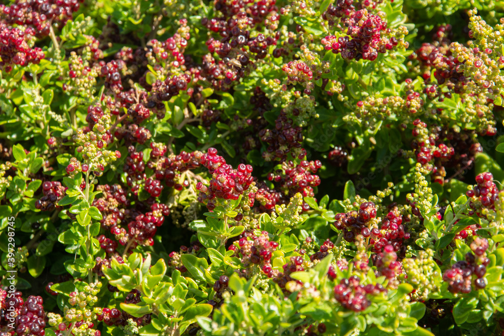 Native Australian plant called Chenopodium candolleanum (Syn. Rhagodia candolleana), commonly known as seaberry saltbush on the Cape Woolamai, Phillip Island, Victoria, Australia