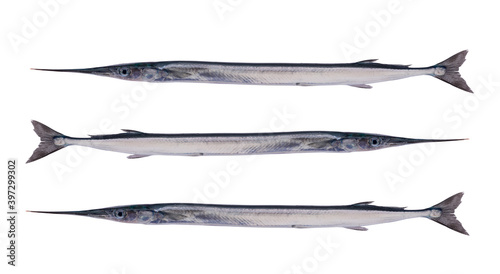 Garfish, (Belone belone) isolated on white background. photo